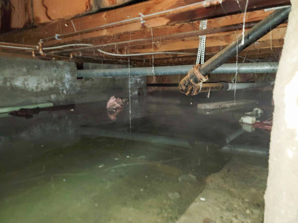 Best Local water damage restoration  in Naples, FL